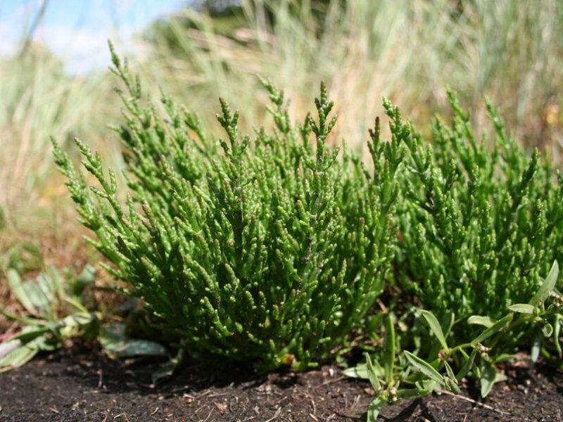 سالیکورنیا؛ طلای سبز شوره‌زارهای گلستان