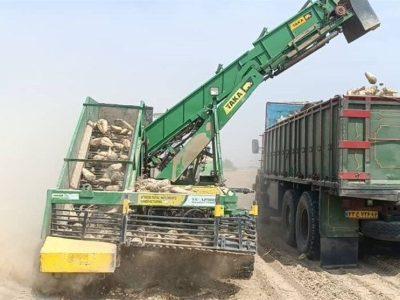 نخستین بار برداشت چغندرقند در استان بوشهر آغاز شد