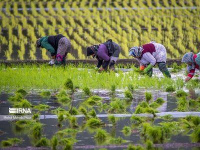 فرماندار مرکز مازندران: طرح جهش تولید برنج در شالیزارهای ساری اجرا شد