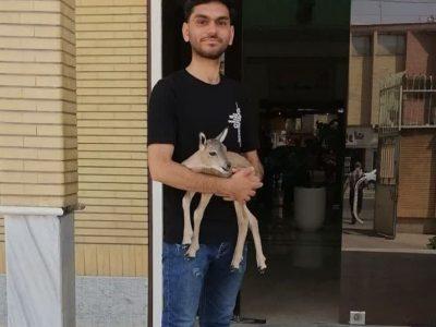 بره قوچ رها شده در کنار جاده تحویل اداره محیط زیست سبزوار شد