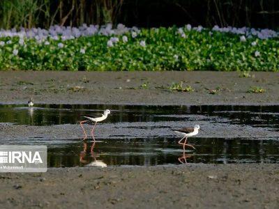 انجام بررسی‌های ژئوفیزیک و لرزه‌نگاری کم‌عمق در محدوده تالاب انزلی    
