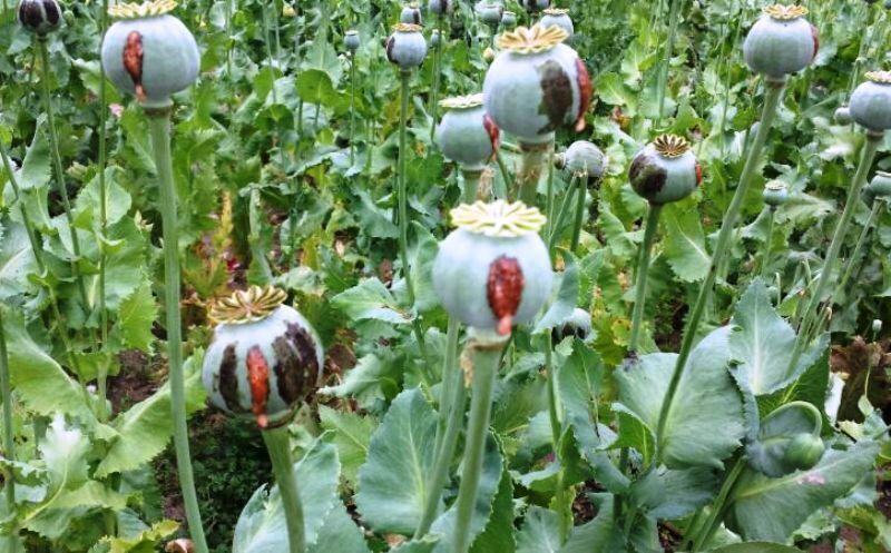 کشف و نابودی مزرعه خشخاش در نکا