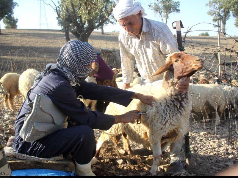 حضور دامپزشکان همدانی در ۱۳۴ اردوی جهادی