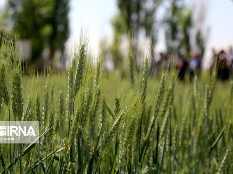 نیاز فوری به ۱۲۰ میلیارد ریال برای سمپاشی مزارع غلات خراسان‌شمالی