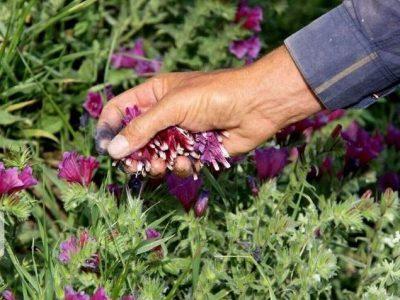افزون بر هفت هزار هکتار طرح گیاهان دارویی در خراسان‌شمالی هدف‌گذاری شد