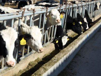 دامداری ۱۰ هزار رأسی شیروان وابسته به شستا در آستانه افتتاح