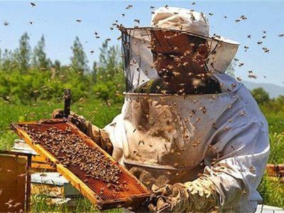 اجرای طرح پایش بیماری در زنبورستان‌های خراسان شمالی