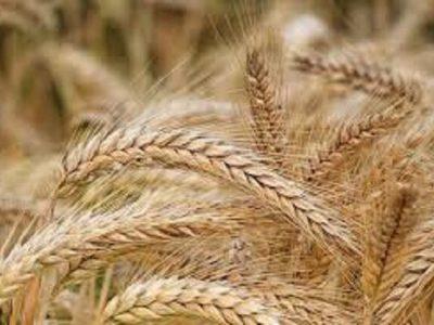 پیش‌بینی خرید ۴۸۸۰۰ تن گندم در خراسان شمالی طی امسال