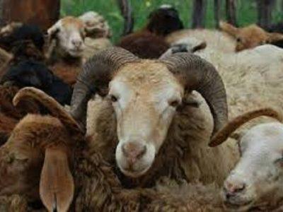 رئیس دایره بیمه کشاورزی استان: فقط ۵ درصد دام‌های خراسان شمالی تحت پوشش بیمه کشاورزی‌اند