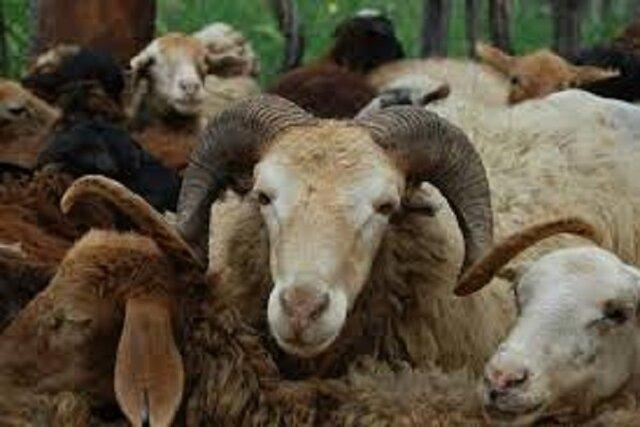 رئیس دایره بیمه کشاورزی استان: فقط ۵ درصد دام‌های خراسان شمالی تحت پوشش بیمه کشاورزی‌اند