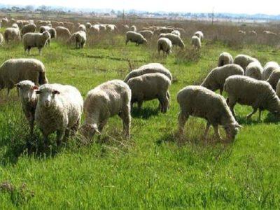 وجود ۳۵ گونه گیاهی در حال انقراض در خراسان شمالی / مراتعِ خوب از بین رفته‌اند