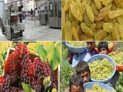 باغبانی خراسان شمالی کمترین صنایع تبدیلی را دارد/ ۴۷ درصد صنایع تبدیلی استان راکد و نیمه‌فعال است