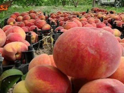 مدیر باغبانی سازمان جهاد کشاورزی استان خبر داد پیش بینی تولید ۱۵ هزار تن هلو از باغات خراسان شمالی