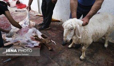 نظارت ۶۰ گروه ثابت و سیار دامپزشکی خراسان شمالی بر نظارت ذبح دام در عید قربان