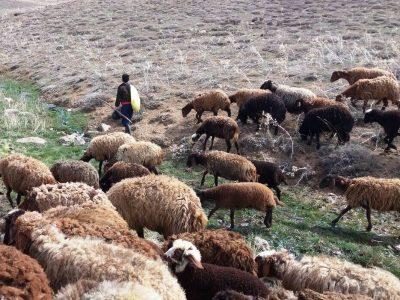 دام‌های گرسنه، دامداران نگران؛ روایتی از روزهای سخت خشکسالی در خراسان‌شمالی