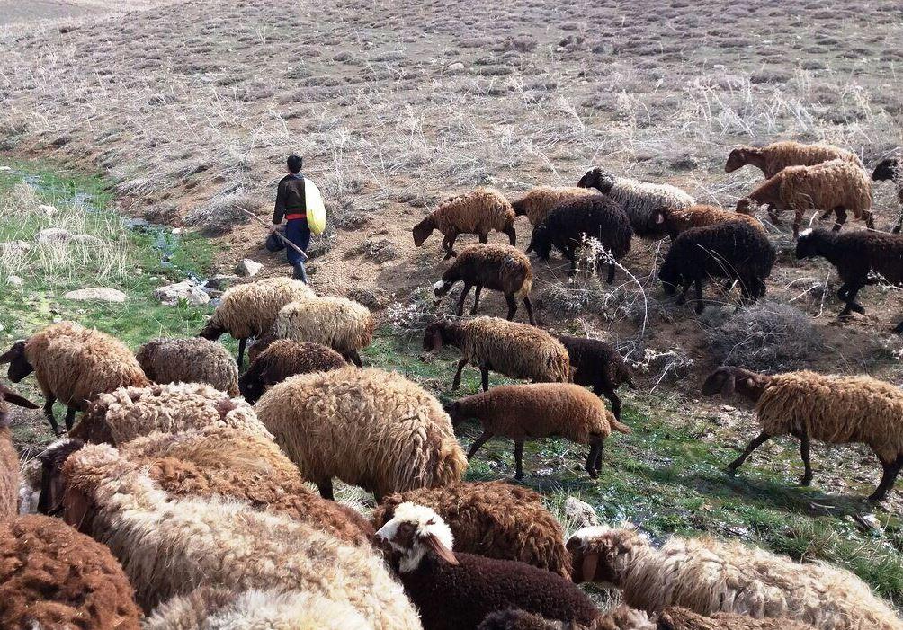 دام‌های گرسنه، دامداران نگران؛ روایتی از روزهای سخت خشکسالی در خراسان‌شمالی