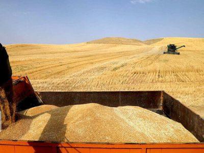 تعاون روستایی خراسان‌شمالی ۹۰۰ تن گندم را خرید تضمینی کرد