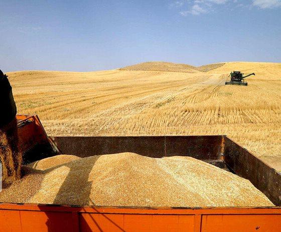 تعاون روستایی خراسان‌شمالی ۹۰۰ تن گندم را خرید تضمینی کرد
