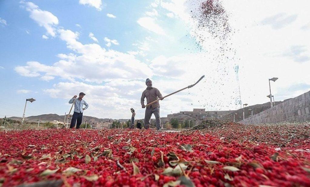 گیاهان دارویی خراسان‌شمالی؛ ظرفیتی بی‌نظیر اما مغفول