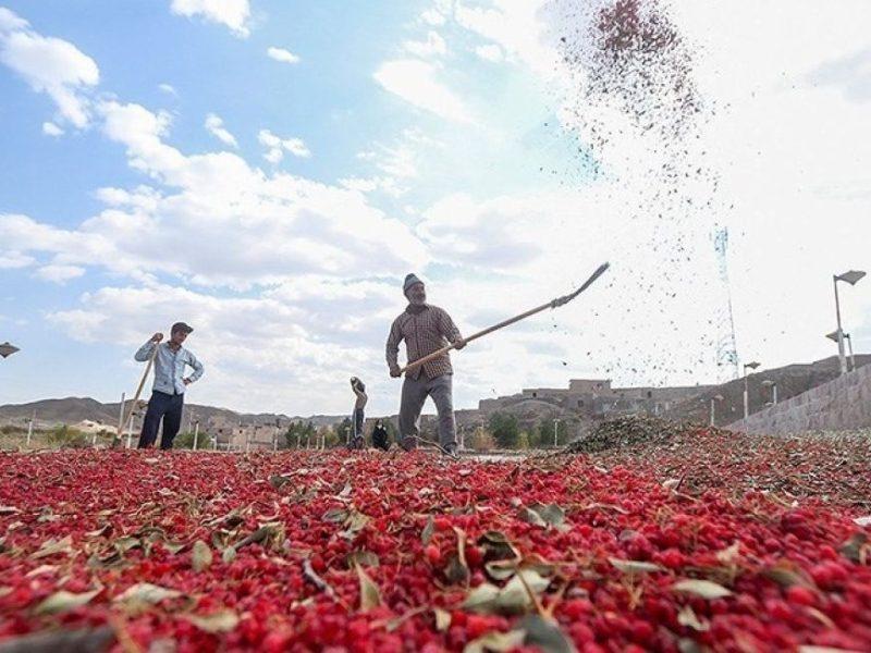 گیاهان دارویی خراسان‌شمالی؛ ظرفیتی بی‌نظیر اما مغفول
