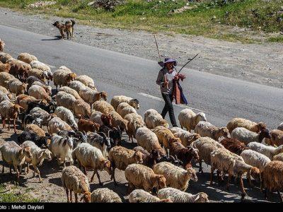 کوچ عشایر خراسان شمالی به ییلاقات؛ هشدار نسبت به بحران مرتع!