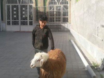 ذبح ۵۰ رأس دام به ارزش ۷۰۰ میلیون تومان توسط خیرین شیروانی در عید قربان