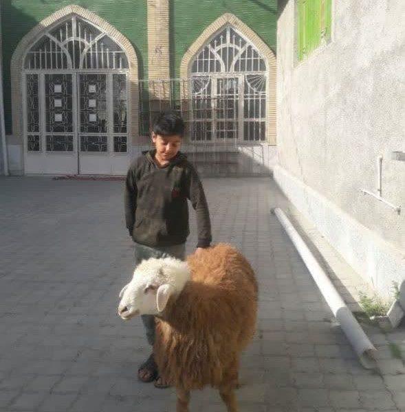 ذبح ۵۰ رأس دام به ارزش ۷۰۰ میلیون تومان توسط خیرین شیروانی در عید قربان