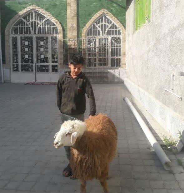 ذبح ۵۰ رأس دام به ارزش ۷۰۰ میلیون تومان توسط خیرین شیروانی در عید قربان