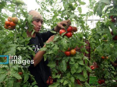 ۴۰۰ میلیارد ریال تسهیلات تبصره ۱۸ خراسان‌شمالی در مسیر پرداخت