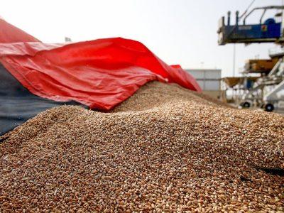 ۱۲ هزار تن نهاده بین دامداران خراسان‌شمالی توزیع شد