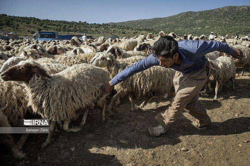 مرزبانی خراسان‌شمالی از خروج افزون بر ۹۳ هزار راس دام جلوگیری کرد