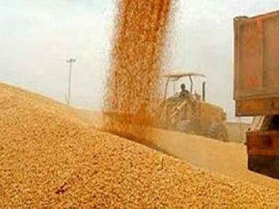 اتمام برداشت گندم در خراسان شمالی
