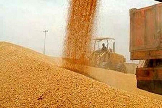 اتمام برداشت گندم در خراسان شمالی