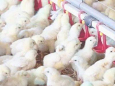 استقبال مرغداران خراسان شمالی از جوجه ریزی با اجرای طرح تولید قراردادی گوشت