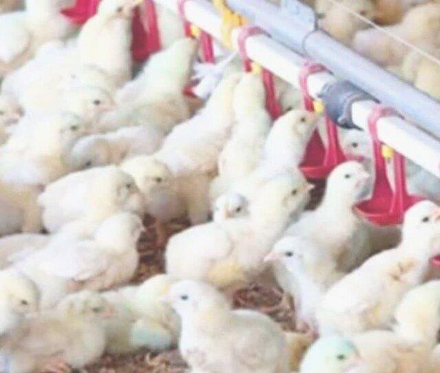 استقبال مرغداران خراسان شمالی از جوجه ریزی با اجرای طرح تولید قراردادی گوشت