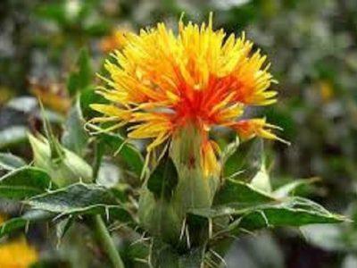 ۱۰۳ هکتار از مزارع گلرنگ در خراسان شمالی از بین رفته است