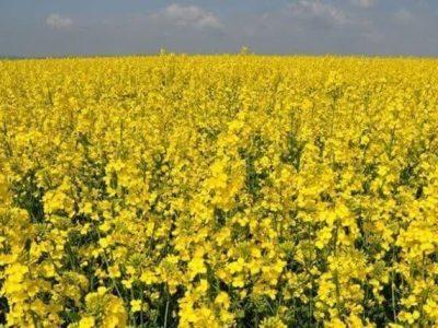 پایان خرید تضمینی دانه های روغنی در شهرستان شیروان