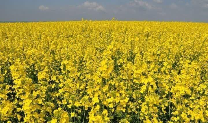 پایان خرید تضمینی دانه های روغنی در شهرستان شیروان