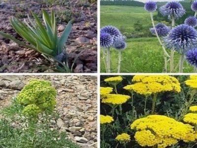 زنجیره ارزش گیاهان دارویی در کشور اجرا نمی‌شود
