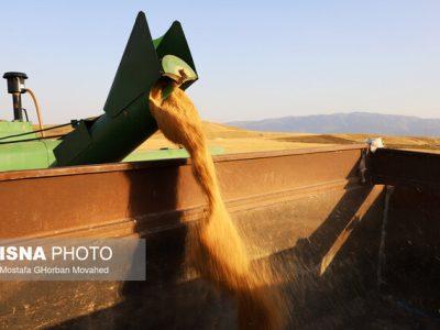 پرداخت ۸۸ درصد مطالبات خرید تضمینی گندم در خراسان شمالی