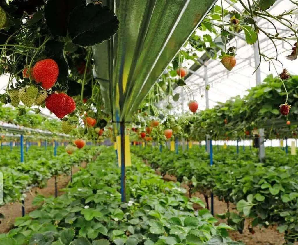 ۶۲۵ میلیارد ریال تسهیلات به طرح‌های کشاورزی شیروان اختصاص یافت