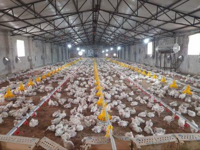 تولید گوشت مرغ با شتاب در راستای تامین امنیت غذایی