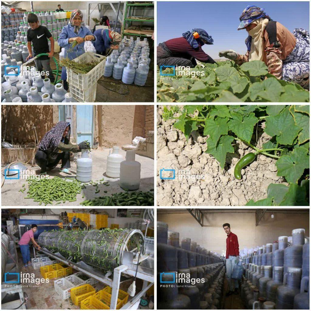 روستای «زوارم»؛ قطب تولید سنتی خیارشور