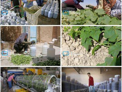 روستای «زوارم»؛ قطب تولید سنتی خیارشور