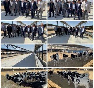 بازدید استاندار خراسان شمالی از گاوداری ۱۰ هزار رأسی گلدشت شیروان