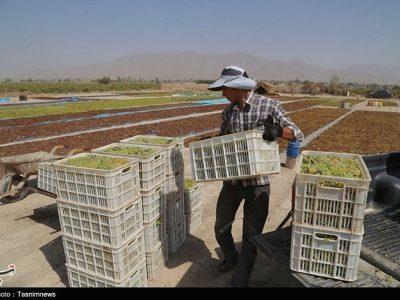 ۲۵ مجوز بی‌نام کشاورزی در خراسان شمالی صادر می‌شود
