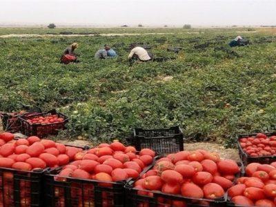 خراسان شمالی در آستانه ورشکستگی آبی/ کشت‌های پرآب‌بر منابع آبی را می‌بلعند!