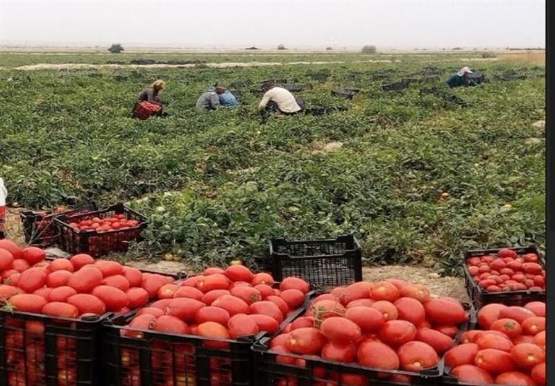 خراسان شمالی در آستانه ورشکستگی آبی/ کشت‌های پرآب‌بر منابع آبی را می‌بلعند!