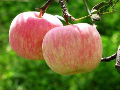 صادرات ۱۵۰۰ تن سیب بهاره از خراسان شمالی به عراق