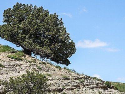بیش از ۸۲ هزار هکتار ذخیره‌گاه جنگلی خراسان شمالی در قرق کامل است